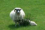 PICTURES/Scotland  Critters/t_P1300979.JPG